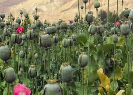 مجازات سنگین در کمین کشت‌کنندگان غیرقانونی خشخاش؛ حتی مصادره زمین!