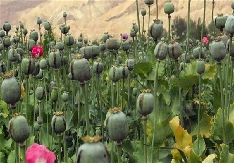 مجازات سنگین در کمین کشتکنندگان غیرقانونی خشخاش؛ حتی مصادره زمین!