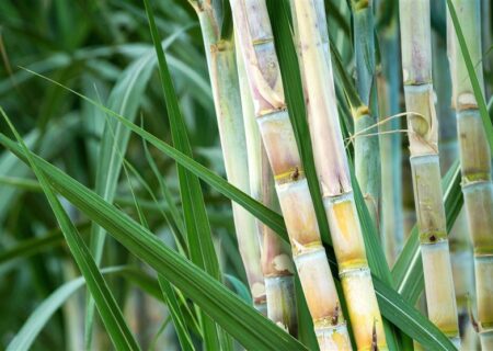 نجات آب ــ 16 | گزارش «پیشرفته‌ترین طرح دنیا» در کاهش مصرف آب، با 60درصد صرفه‌جویی