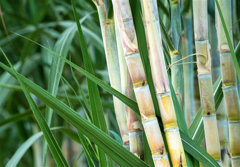 نجات آب ــ 16 | گزارش «پیشرفتهترین طرح دنیا» در کاهش مصرف آب، با 60درصد صرفهجویی