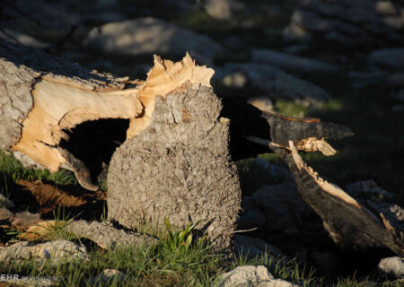 انتقاد نخبه گیاه‌شناسی از تخریب طبیعت دست‌نخورده کهگیلویه و بویراحمد