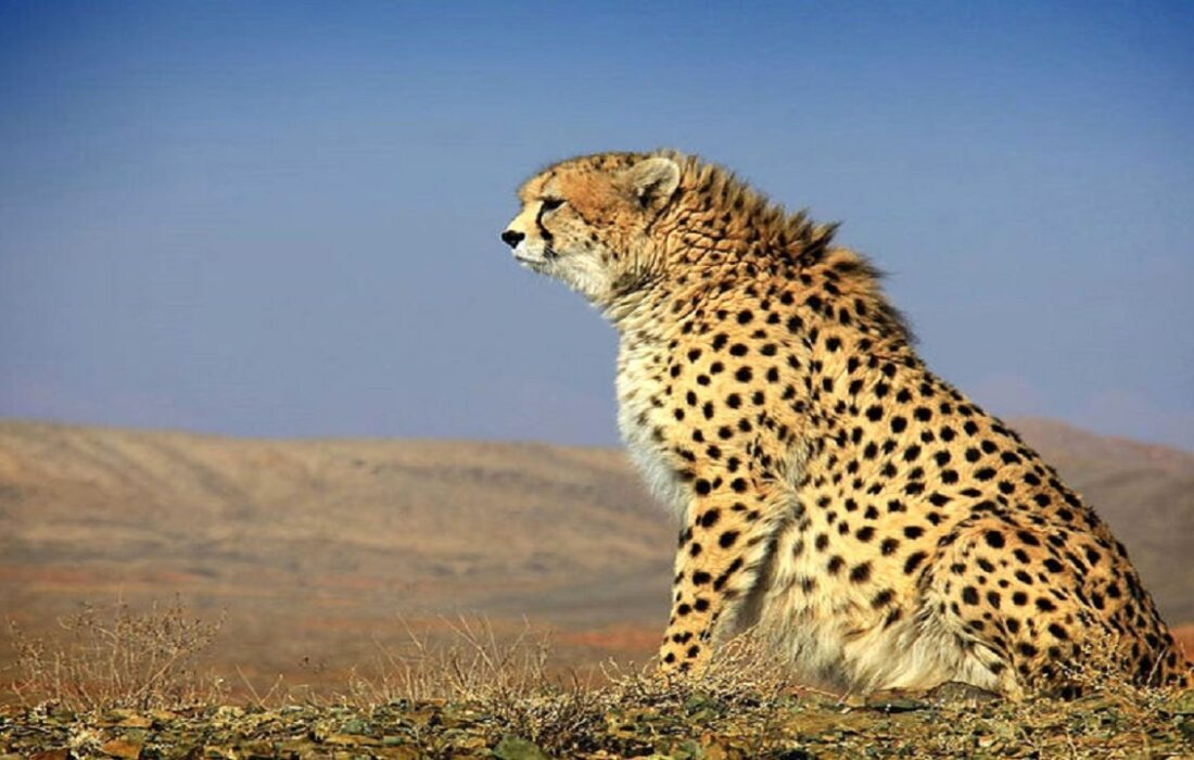 یوزهای آسیایی در نایبندان دیده شدند