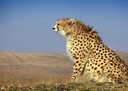 یوز‌های آسیایی در نایبندان دیده شدند