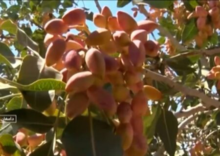 برداشت پسته در دامغان + فیلم