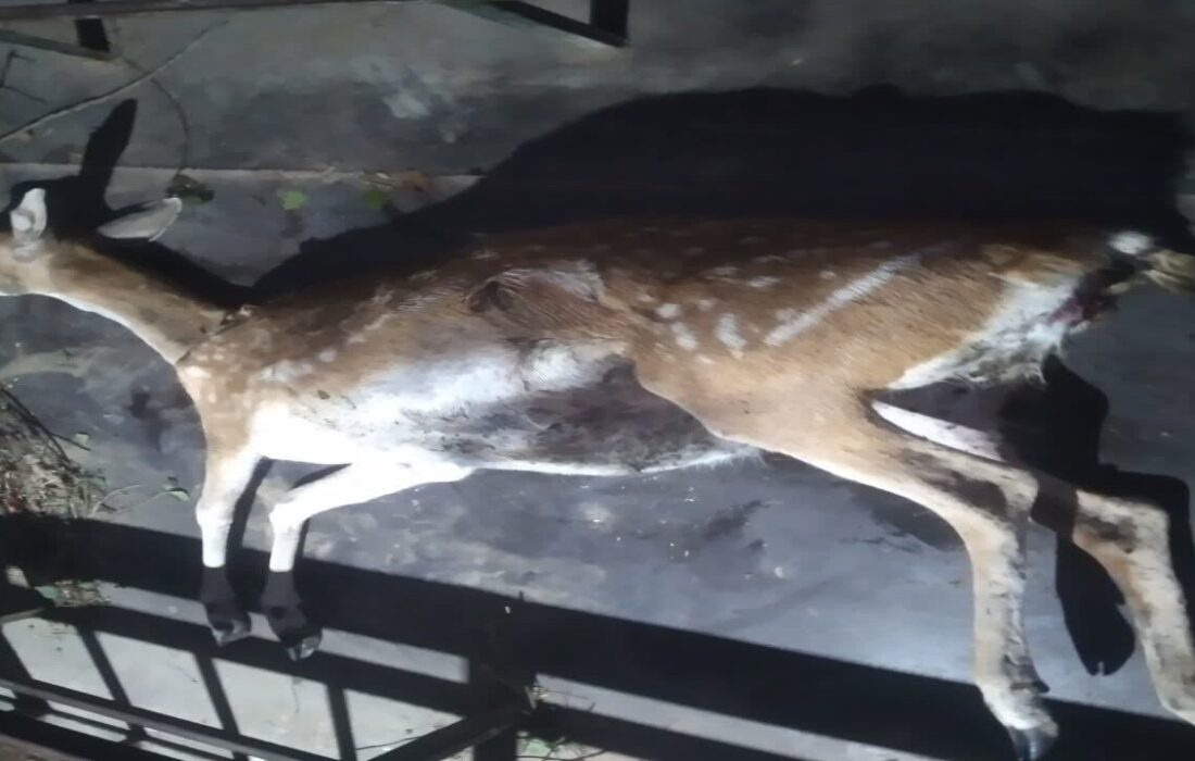 تلف شدن یک رأس گوزن زرد در پناهگاه حیات‌ وحش دشت‌ ناز