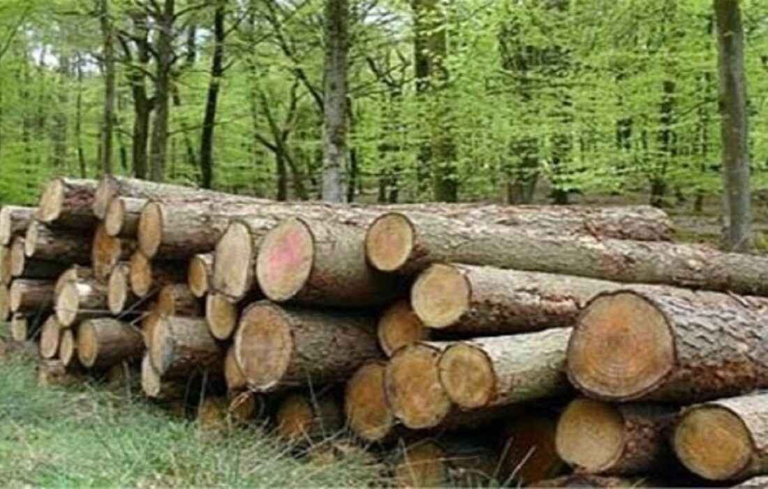 قاتل درختان جنگلی نمین شناسایی و دستگیر شد