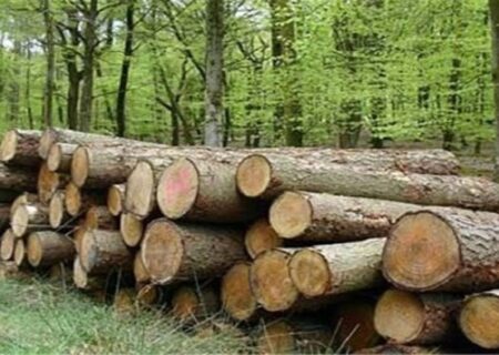 قاتل درختان جنگلی نمین شناسایی و دستگیر شد