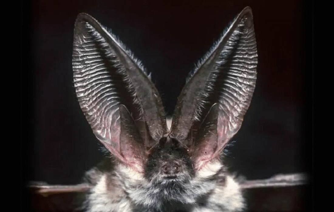 کدام حیوان قویترین قدرت شنوایی جهان را دارد؟