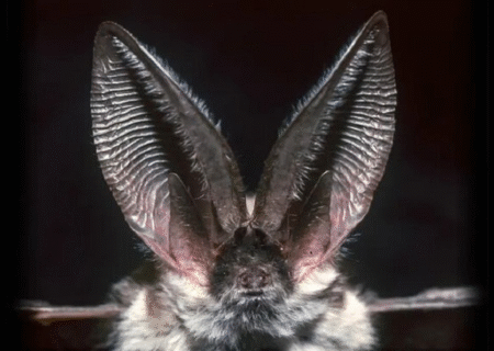 کدام حیوان قوی‌ترین قدرت شنوایی جهان را دارد؟