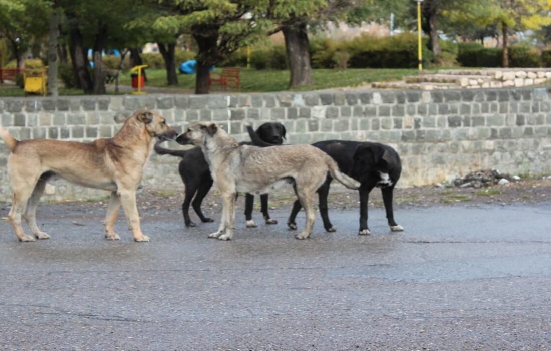 جولان سگ‌های ولگرد نگرانی دانش آموزان محله کوجووار تبریز شد + عکس و فیلم