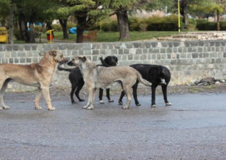 جولان سگ‌های ولگرد نگرانی دانش آموزان محله کوجووار تبریز شد + عکس و فیلم