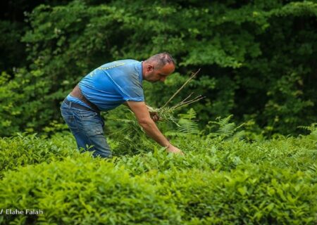 دولت ۱۷۵ میلیارد تومان به چایکاران پرداخت
