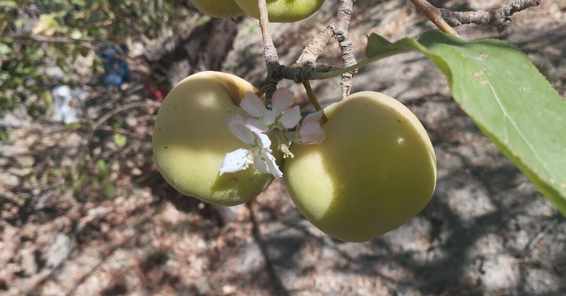 عکس: شکوفه درخت سیب در فصل برداشت محصول!