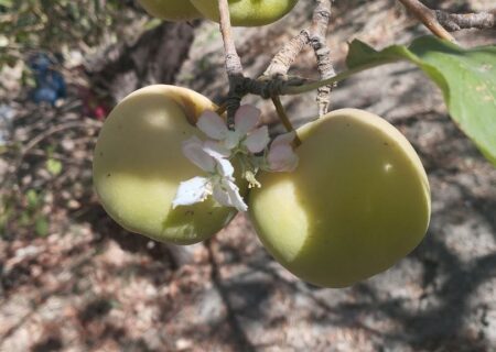 عکس: شکوفه درخت سیب در فصل برداشت محصول!