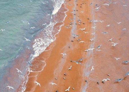 عکس: نمای هوایی از ساحل بکر و زیبای بندر دیر بوشهر