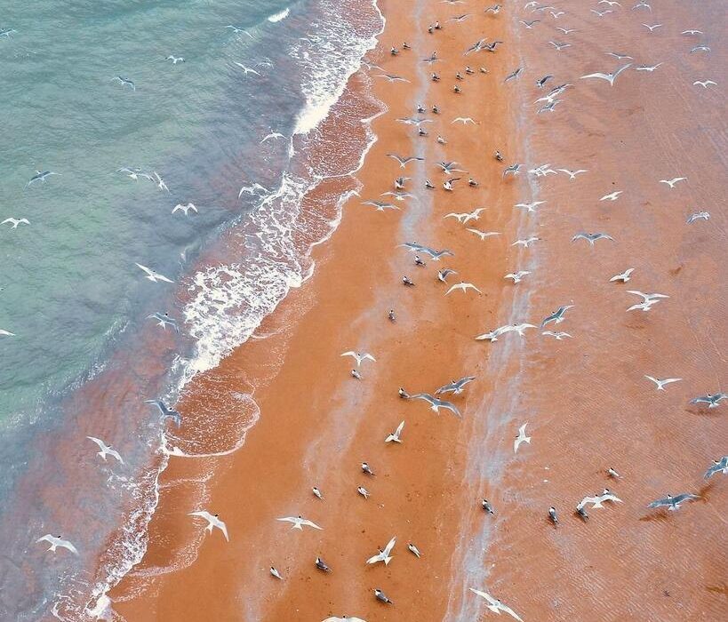 عکس: نمای هوایی از ساحل بکر و زیبای بندر دیر بوشهر