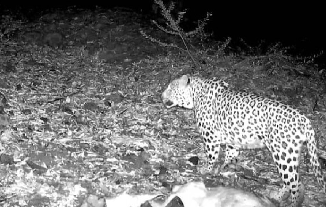 مشاهده پلنگ ایرانی در جنگل‌های هیرکانی املش