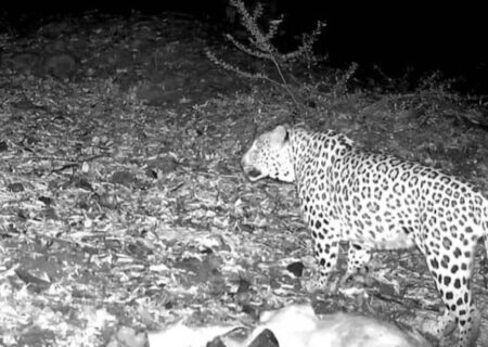 مشاهده پلنگ ایرانی در جنگل‌های هیرکانی املش