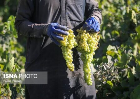 آیا انگور «اَبَر غذا» است؟