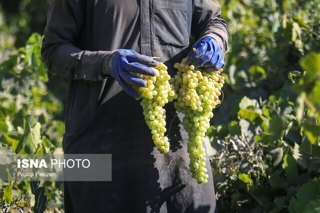 آیا انگور «اَبَر غذا» است؟