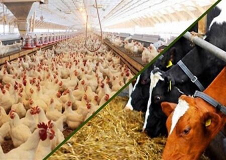 امنیت غذایی مردم، قربانی سیاست های ارزی/ فرصت تامین جو را از دست دادیم!