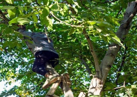 سقوط درخت گردو با ۵۲ مصدوم و یک فوتی!