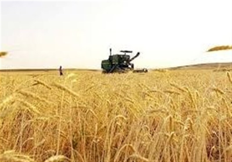 نرخ پیشنهادی گندم برای کشاورزان اعلام شد