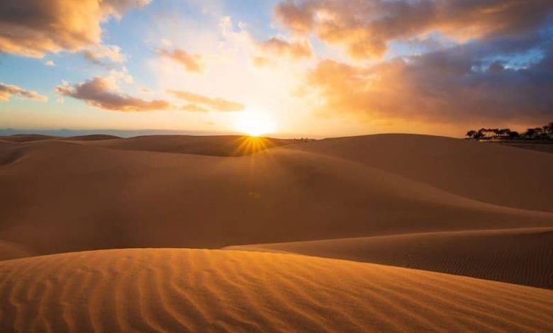 تصویری خیرهکننده از یک باغ زیبا در کویر