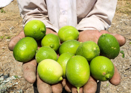 فارس، قطب تولید لیموترش در کشور