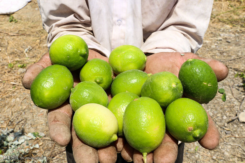 فارس، قطب تولید لیموترش در کشور