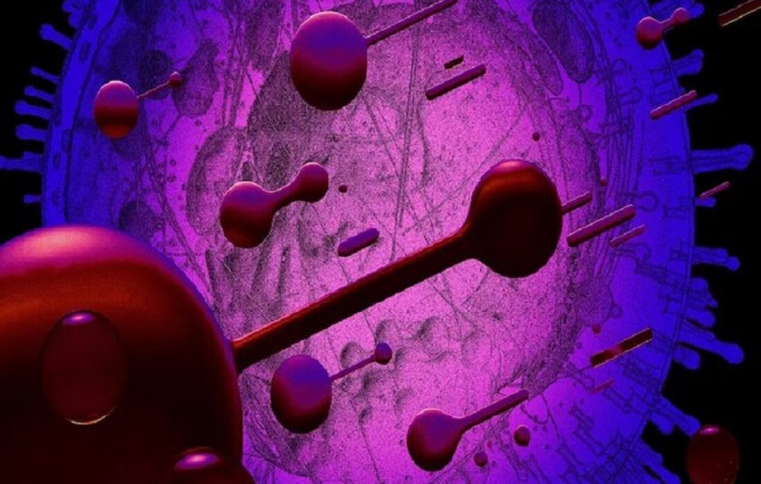 پاسخ معمای «مرغ یا تخممرغ» پیدا شد