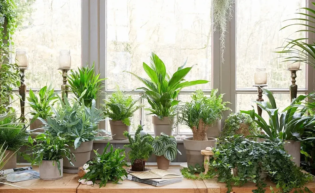 9 گیاه آپارتمانی که سلامت شما را تضمین می‌کنند