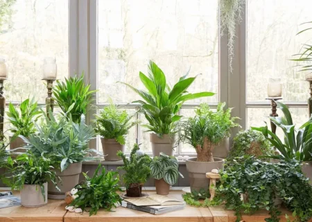 9 گیاه آپارتمانی که سلامت شما را تضمین می‌کنند