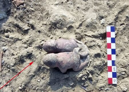 قورباغه‌ های به هم چسبیده بعد از 3800 سال از زیر خاک بیرون آمدند