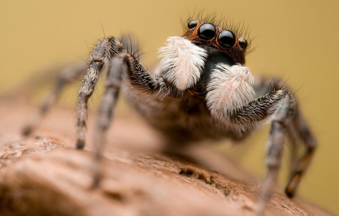 ثبت لحظه جالب عملیات شکار مگس توسط عنکبوت پرنده! (فیلم)