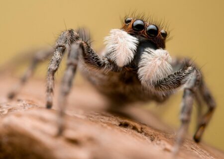 ثبت لحظه جالب عملیات شکار مگس توسط عنکبوت پرنده! (فیلم)