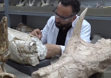 کشف جمجمه فیل ۷.۷ میلیون ساله در منطقه مرکزی ترکیه (فیلم)