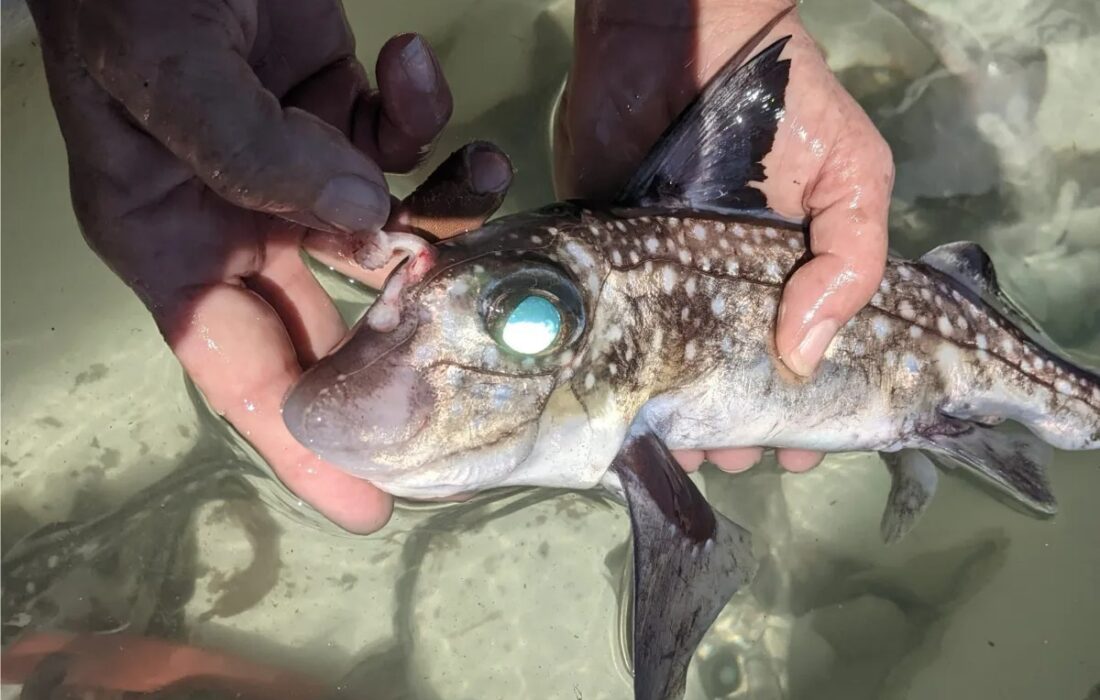 این ماهی روی پیشانی خود دندان دارد و استفاده عجیبی از آن میکند(+عکس)
