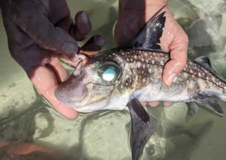 این ماهی روی پیشانی خود دندان دارد و استفاده عجیبی از آن می‌کند(+عکس)
