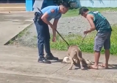 هوش بالای سگ بومی در فرار از موقعیت درگیری (فیلم)