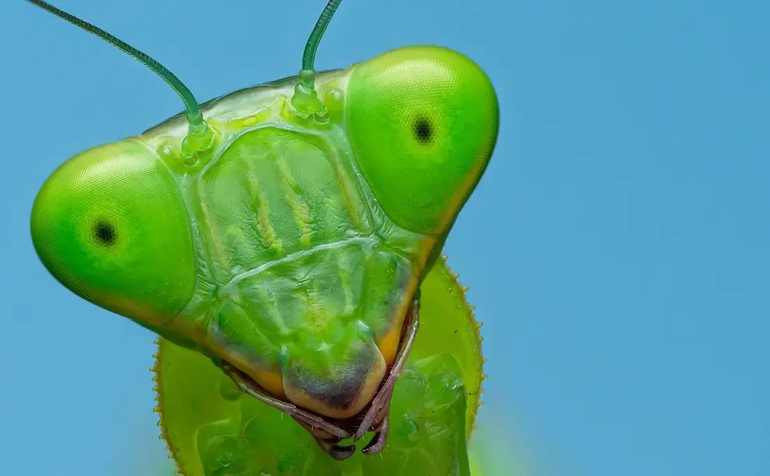 نگاه خیرهکننده یک مانتیس به دوربین؛ عکاس نیجریهای لحظه جذابی را ثبت کرد (فیلم و عکس)