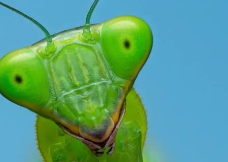 نگاه خیره‌کننده یک مانتیس به دوربین؛ عکاس نیجریه‌ای لحظه جذابی را ثبت کرد (فیلم و عکس)