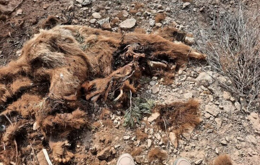 لاشه یک قلاده خرس قهوه ای در سملقان کشف شد