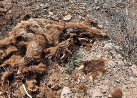 لاشه یک قلاده خرس قهوه ای در سملقان کشف شد
