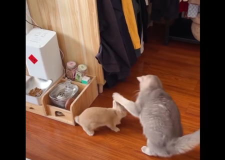 لحظات بامزه برخورد گربه‌ها با خرگوش‌های خانگی (فیلم)