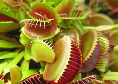 صحنه‌ نادر شکار عنکبوت توسط گیاه گوشتخوار (فیلم)