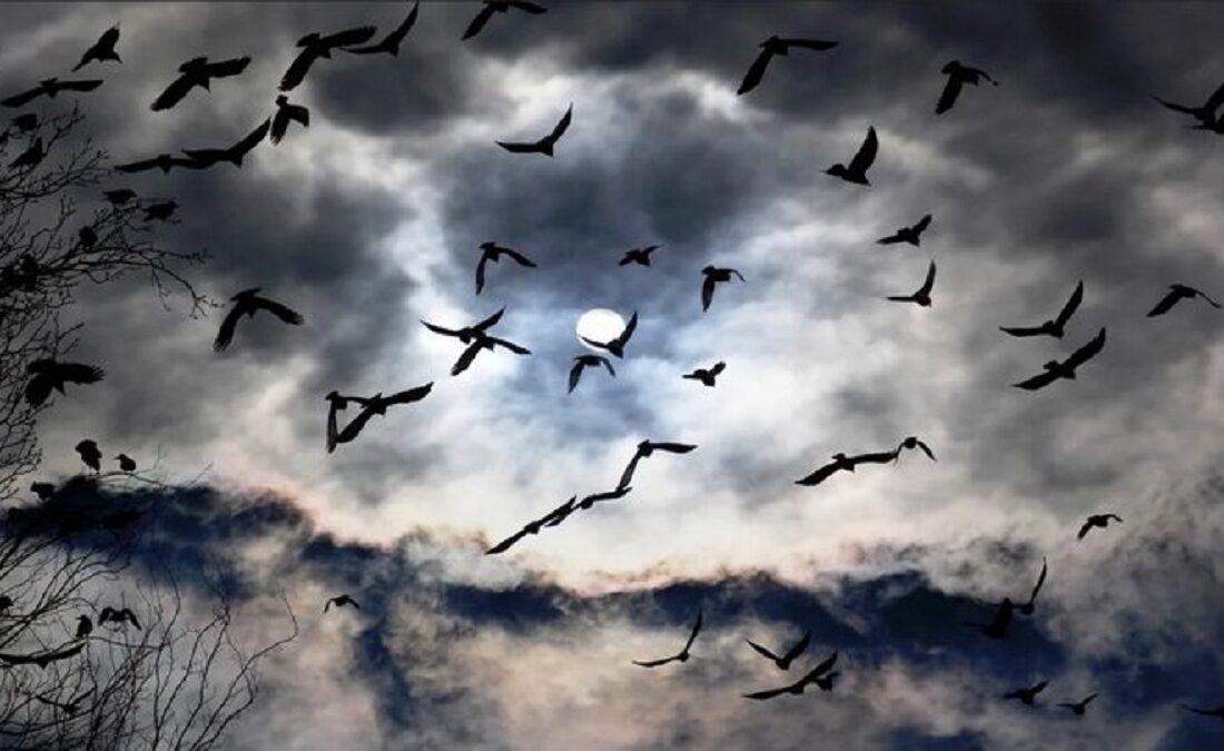 پرندهها چطور در جریان مهاجرت، راهشان را گم نمیکنند؟