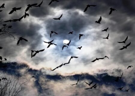 پرنده‌ها چطور در جریان مهاجرت، راهشان را گم نمی‌کنند؟