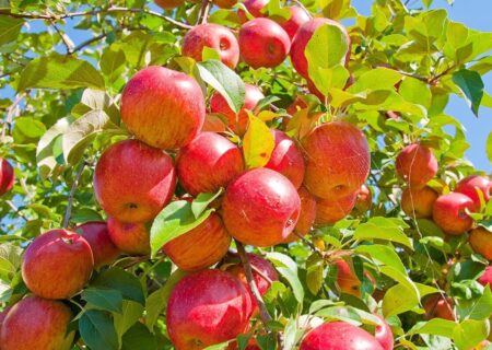 خواص شگفت انگیز میوه خوش عطر تابستانی؛ از درمان معده تا کاهش التهاب بدن