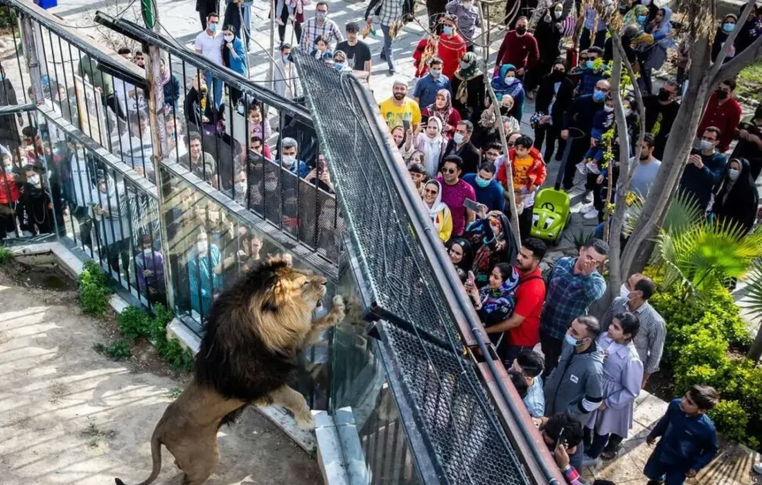 تعلیق فعالیت ۴ باغ وحش کشور